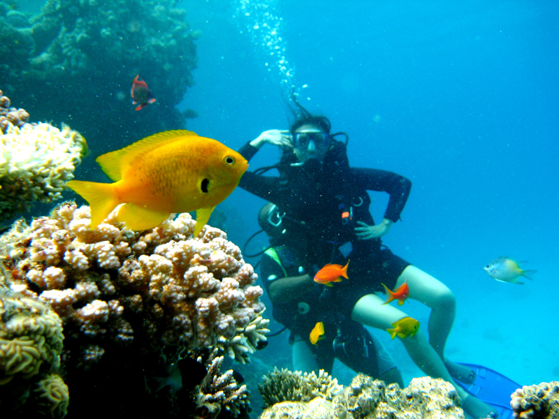 Monica Dive The red Sea 