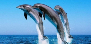 Watching Dolphin Trips in Egypt