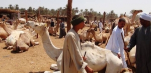 Darwa
