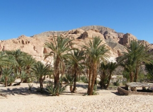 Ain Hudra Oasis