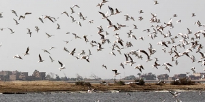 Bird Watching in Egypt